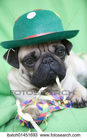 Young pug with a green hat lying on a green blanket and eating streamers View Large Photo Image Stock Image - Young pug with a green hat lying on a green blanket and eating streamers. Fotosearch