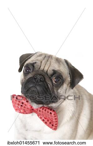 "Young pug with a red bow tie, portrait" View Large Photo Image Stock Image - "Young pug with a red bow tie, portrait". Fotosearch