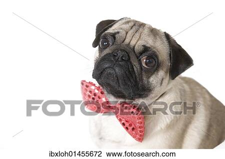 "Young pug with a red bow tie, portrait" View Large Photo Image Stock Image - "Young pug with a red bow tie, portrait". Fotosearch