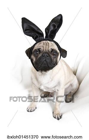 Young pug with black bunny ears View Large Photo Image Stock Image - Young pug with black bunny ears. Fotosearch