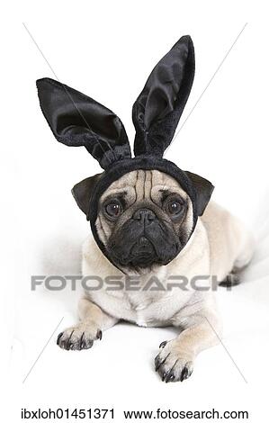 Stock Image - Young pug with black bunny ears. Fotosearch