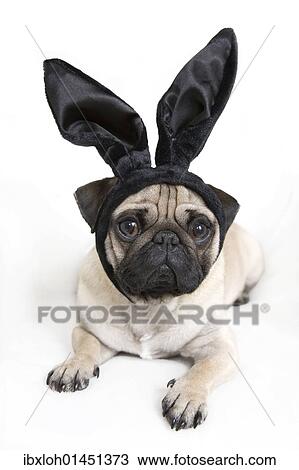 Young pug with black bunny ears View Large Photo Image Stock Image - Young pug with black bunny ears. Fotosearch
