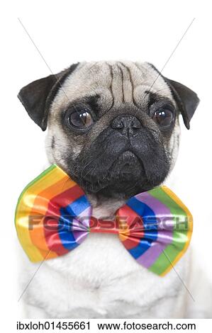 "Young pug with bow tie, portrait" View Large Photo Image Stock Image - "Young pug with bow tie, portrait". Fotosearch