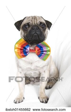 Young pug with bow tie View Large Photo Image Stock Image - Young pug with bow tie. Fotosearch