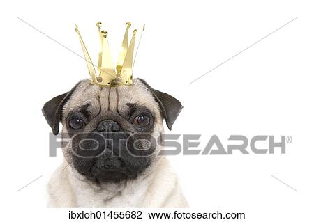 "Young pug with crown, portrait" View Large Photo Image Stock Image - "Young pug with crown, portrait". Fotosearch