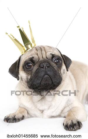 Stock Photography - "Young pug with crown, portrait". Fotosearch
