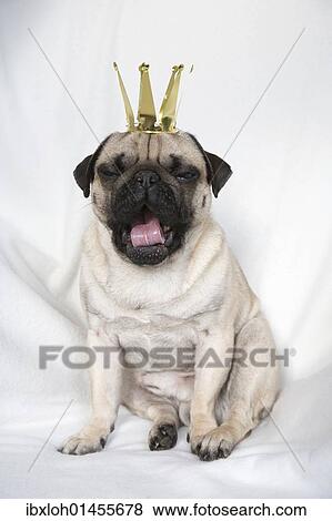 Stock Photo - Young pug with crown yawning. Fotosearch