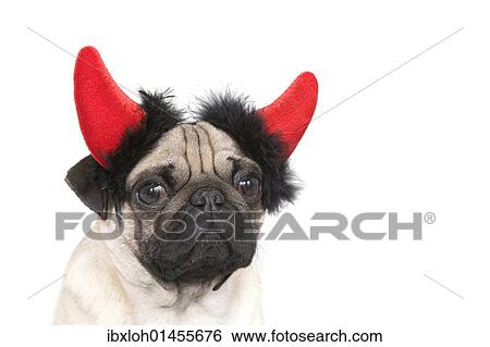 "Young pug with devil's horns, portrait" View Large Photo Image Stock Photograph - "Young pug with devil's horns, portrait". Fotosearch
