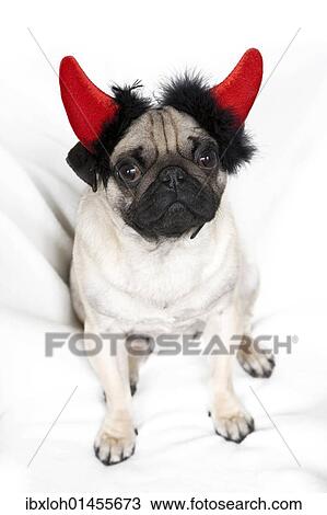 Stock Image - Young pug with devil's horns. Fotosearch