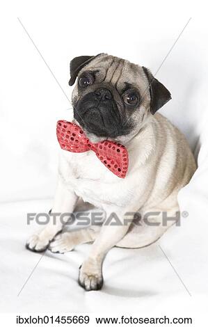 Young pug with red bow tie View Large Photo Image Stock Photo - Young pug with red bow tie. Fotosearch