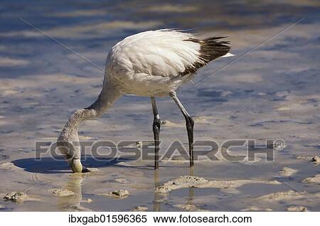 "Young Puna or JamesÂ’s Flamingo (Phoenicoparrus jamesi), Laguna Hedionda, Potosi, Bolivia, South America" View Large Photo Image Stock Photography - "Young Puna or JamesÂ’s Flamingo (Phoenicoparrus jamesi), Laguna Hedionda, Potosi, Bolivia, South America". Fotosearch