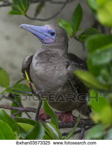 "Young Red-footed Booby (Sula sula), Isla Genovesa, Galapagos Islands" View Large Photo Image Stock Photography - "Young Red-footed Booby (Sula sula), Isla Genovesa, Galapagos Islands". Fotosearch