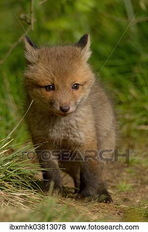 "Young red fox (Vulpes vulpes), Hagen, Germany, Europe" View Large Photo Image Stock Photo - "Young red fox (Vulpes vulpes), Hagen, Germany, Europe". Fotosearch