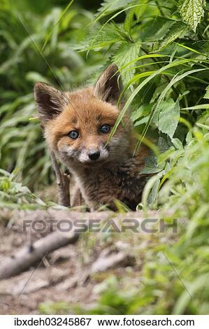 "Young red fox (Vulpes vulpes), kit, six weeks, looking curiously out of the den, Allgau, Bavaria, Germany, Europe" View Large Photo Image Stock Photo - "Young red fox (Vulpes vulpes), kit, six weeks, looking curiously out of the den, Allgau, Bavaria, Germany, Europe". Fotosearch