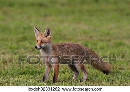 "Young red fox (Vulpes vulpes) standing on a mowed lawn, Allgaeu, Bavaria, Germany, Europe" View Large Photo Image Stock Image - "Young red fox (Vulpes vulpes) standing on a mowed lawn, Allgaeu, Bavaria, Germany, Europe". Fotosearch