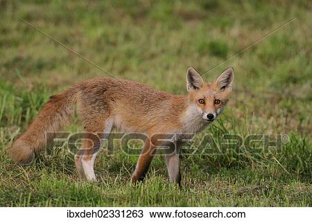 "Young red fox (Vulpes vulpes) with a white hind leg standing on a mowed lawn, Allgaeu, Bavaria, Germany, Europe" View Large Photo Image Stock Image - "Young red fox (Vulpes vulpes) with a white hind leg standing on a mowed lawn, Allgaeu, Bavaria, Germany, Europe". Fotosearch
