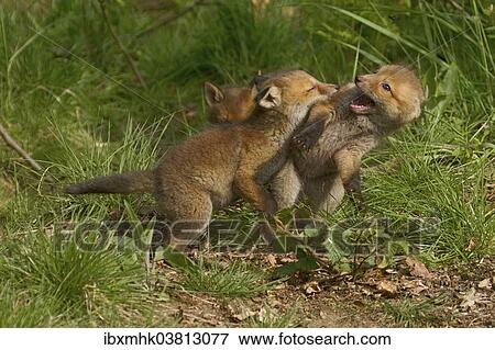 Stock Photo - "Young red foxes (Vulpes vulpes) playing, Hagen, Germany, Europe". Fotosearch
