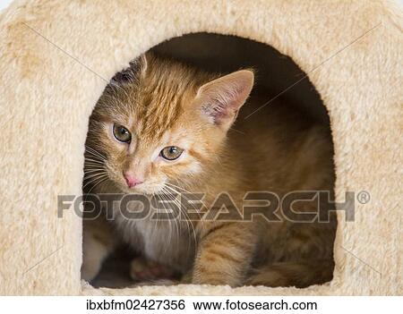 Young red tabby domestic cat in the cubby hole of a scratching post or cat tree View Large Photo Image Stock Photograph - Young red tabby domestic cat in the cubby hole of a scratching post or cat tree. Fotosearch