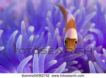 "Young Saddleback Clownfish (Amphiprion polymnus), Philippines, Asia" View Large Photo Image Stock Image - "Young Saddleback Clownfish (Amphiprion polymnus), Philippines, Asia". Fotosearch
