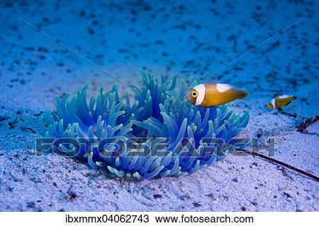 "Young Saddleback Clownfish (Amphiprion polymnus), Philippines, Asia" View Large Photo Image Stock Image - "Young Saddleback Clownfish (Amphiprion polymnus), Philippines, Asia". Fotosearch