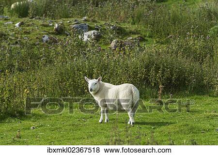 "Young sheep in the Scottish Highlands, Scotland, United Kingdom, Europe" View Large Photo Image Stock Photo - "Young sheep in the Scottish Highlands, Scotland, United Kingdom, Europe". Fotosearch