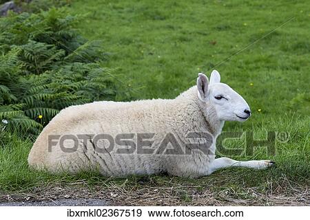 "Young sheep, lying, in the Scottish Highlands, Scotland, United Kingdom, Europe" View Large Photo Image Stock Photo - "Young sheep, lying, in the Scottish Highlands, Scotland, United Kingdom, Europe". Fotosearch