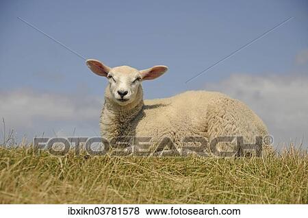 "Young sheep resting on a dyke, Fehmarn, Schleswig-Holstein, Germany, Europe" View Large Photo Image Stock Photo - "Young sheep resting on a dyke, Fehmarn, Schleswig-Holstein, Germany, Europe". Fotosearch
