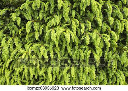 Stock Image - "Young shoots of a Norway Spruce (Picea abies), Bavaria, Germany, Europe". Fotosearch
