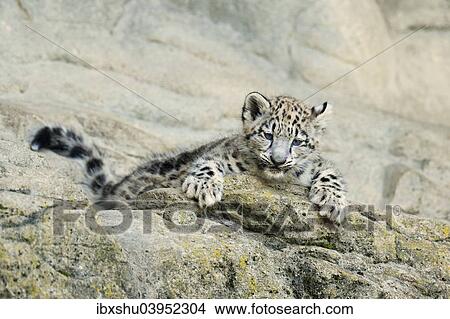 "Young Snow Leopard (Panthera uncia) lying on rock, captive" View Large Photo Image Picture - "Young Snow Leopard (Panthera uncia) lying on rock, captive". Fotosearch