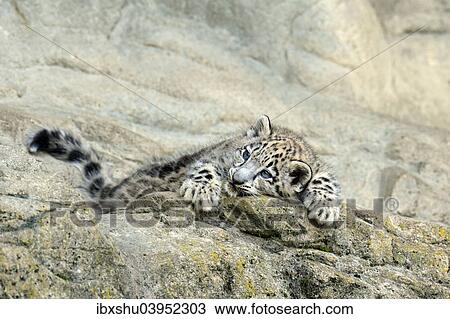 "Young Snow Leopard (Panthera uncia) lying on rock, captive" View Large Photo Image Stock Image - "Young Snow Leopard (Panthera uncia) lying on rock, captive". Fotosearch
