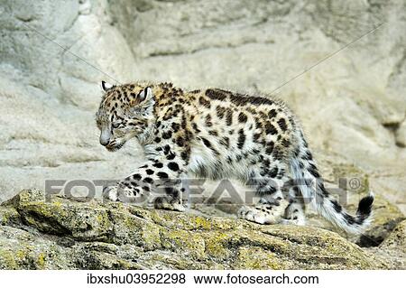 Stock Photo - "Young Snow Leopard (Panthera uncia) walking over rock, captive". Fotosearch