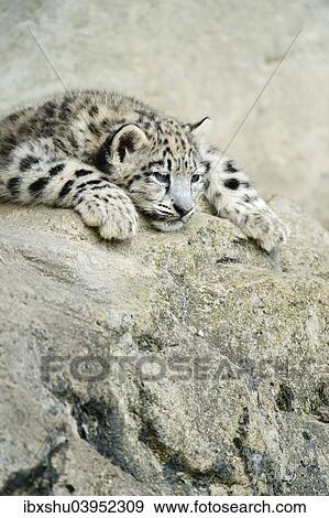 Stock Photo - "Young Snow Leopard (Panthera uncia), captive". Fotosearch