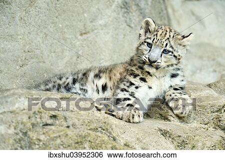 Stock Photograph - "Young Snow Leopard (Panthera uncia), captive". Fotosearch