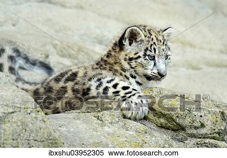"Young Snow Leopard (Panthera uncia), captive" View Large Photo Image Stock Photography - "Young Snow Leopard (Panthera uncia), captive". Fotosearch