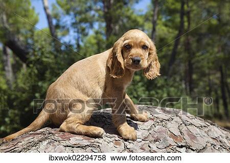 Young Spaniel dog looking innocent View Large Photo Image Stock Photo - Young Spaniel dog looking innocent. Fotosearch