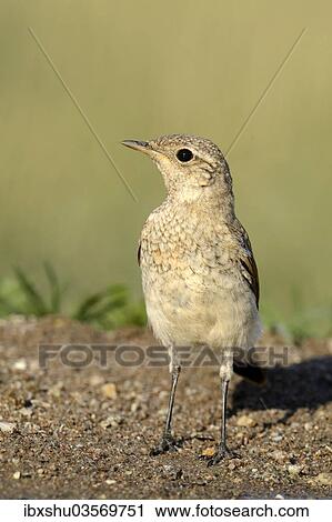 "Young Spanish Sparrow or Willow Sparrow (Passer hispaniolensis), Northern Bulgaria, Bulgaria, Europe" View Large Photo Image Stock Image - "Young Spanish Sparrow or Willow Sparrow (Passer hispaniolensis), Northern Bulgaria, Bulgaria, Europe". Fotosearch
