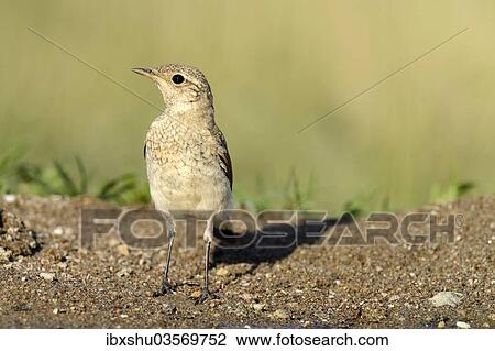 "Young Spanish Sparrow or Willow Sparrow (Passer hispaniolensis), Northern Bulgaria, Bulgaria, Europe" View Large Photo Image Stock Image - "Young Spanish Sparrow or Willow Sparrow (Passer hispaniolensis), Northern Bulgaria, Bulgaria, Europe". Fotosearch