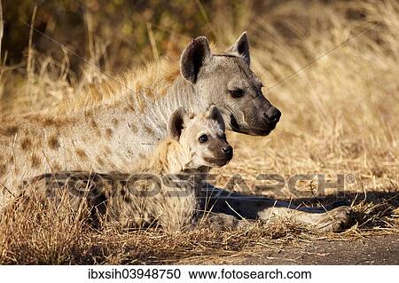 "Young Spotted Hyena (Crocuta crocuta) beside mother, Kruger National Park, South Africa, Africa" View Large Photo Image Stock Image - "Young Spotted Hyena (Crocuta crocuta) beside mother, Kruger National Park, South Africa, Africa". Fotosearch