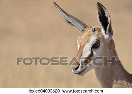 "Young Springbok (Antidorcas marsupialis), Kgalagadi Transfrontier Park, Northern Cape, South Africa, Africa" View Large Photo Image Stock Image - "Young Springbok (Antidorcas marsupialis), Kgalagadi Transfrontier Park, Northern Cape, South Africa, Africa". Fotosearch