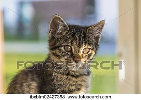 "Young tabby domestic cat at a window, portrait" View Large Photo Image Stock Photo - "Young tabby domestic cat at a window, portrait". Fotosearch
