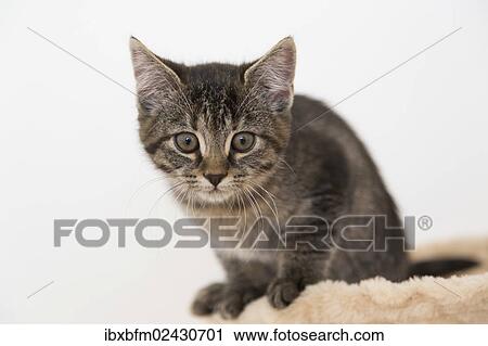 "Young tabby domestic cat, kitten, sitting on a scratching post" View Large Photo Image Stock Image - "Young tabby domestic cat, kitten, sitting on a scratching post". Fotosearch