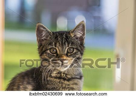 Stock Photo - "Young tabby domestic cat, kitten, sitting at a window, portrait". Fotosearch