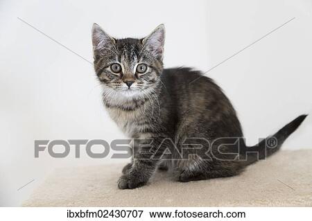 Stock Photo - "Young tabby domestic cat, kitten". Fotosearch