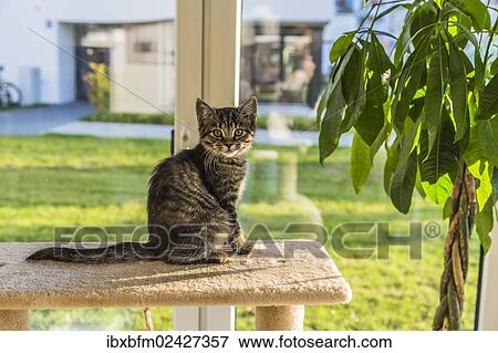 Stock Photo - Young tabby domestic cat perched on a scratching post. Fotosearch