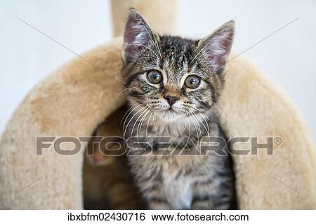 "Young tabby domestic cats, kitten, on a scratching post" View Large Photo Image Stock Photograph - "Young tabby domestic cats, kitten, on a scratching post". Fotosearch