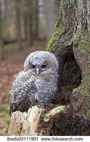 "Young Tawny Owl or Brown Owl (Strix aluco) perched in front of a tree hollow, Westerwald, Solms, Lahn-Dill Kreis, Hesse, Germany, Europe" View Large Photo Image Stock Image - "Young Tawny Owl or Brown Owl (Strix aluco) perched in front of a tree hollow, Westerwald, Solms, Lahn-Dill Kreis, Hesse, Germany, Europe". Fotosearch