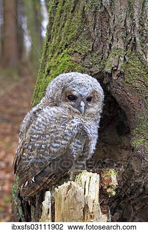 "Young Tawny Owl or Brown Owl (Strix aluco) perched in front of a tree hollow, Westerwald, Solms, Lahn-Dill Kreis, Hesse, Germany, Europe" View Large Photo Image Stock Image - "Young Tawny Owl or Brown Owl (Strix aluco) perched in front of a tree hollow, Westerwald, Solms, Lahn-Dill Kreis, Hesse, Germany, Europe". Fotosearch