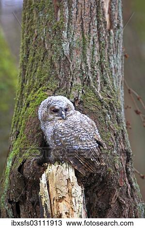 "Young Tawny Owl or Brown Owl (Strix aluco) perched in front of a tree hollow, Westerwald, Solms, Lahn-Dill Kreis, Hesse, Germany, Europe" View Large Photo Image Stock Image - "Young Tawny Owl or Brown Owl (Strix aluco) perched in front of a tree hollow, Westerwald, Solms, Lahn-Dill Kreis, Hesse, Germany, Europe". Fotosearch