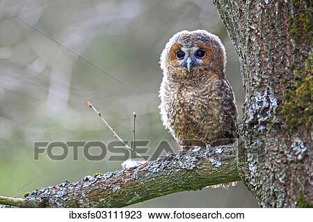 Stock Image - "Young Tawny Owl or Brown Owl (Strix aluco) perched on a tree, Westerwald, Solms, Lahn-Dill Kreis, Hesse, Germany, Europe". Fotosearch