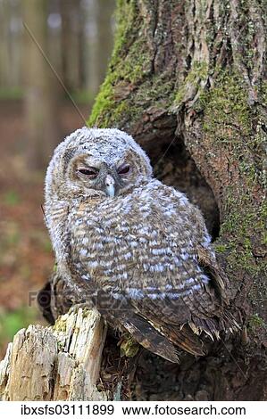 "Young Tawny Owl or Brown Owl (Strix aluco) perched in front of a tree hollow, Westerwald, Solms, Lahn-Dill Kreis, Hesse, Germany, Europe" View Large Photo Image Stock Photo - "Young Tawny Owl or Brown Owl (Strix aluco) perched in front of a tree hollow, Westerwald, Solms, Lahn-Dill Kreis, Hesse, Germany, Europe". Fotosearch